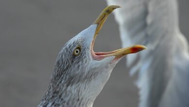 call behavior during promotions