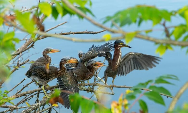 high value user call attempts