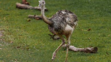 regional short call trends